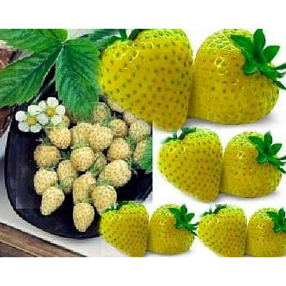 Yellow Wonder Alpine Strawberry 10 Seeds