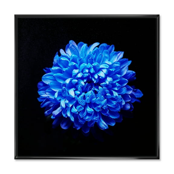 Designart 'Dew Drops on Blue Aster ' Traditional Framed Canvas Wall Art Print