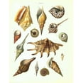 thumbnail image 2 of Brookes, Samuel 19x24 White Modern Wood Framed Museum Art Print Titled - Shells, Plate 7, 2 of 4