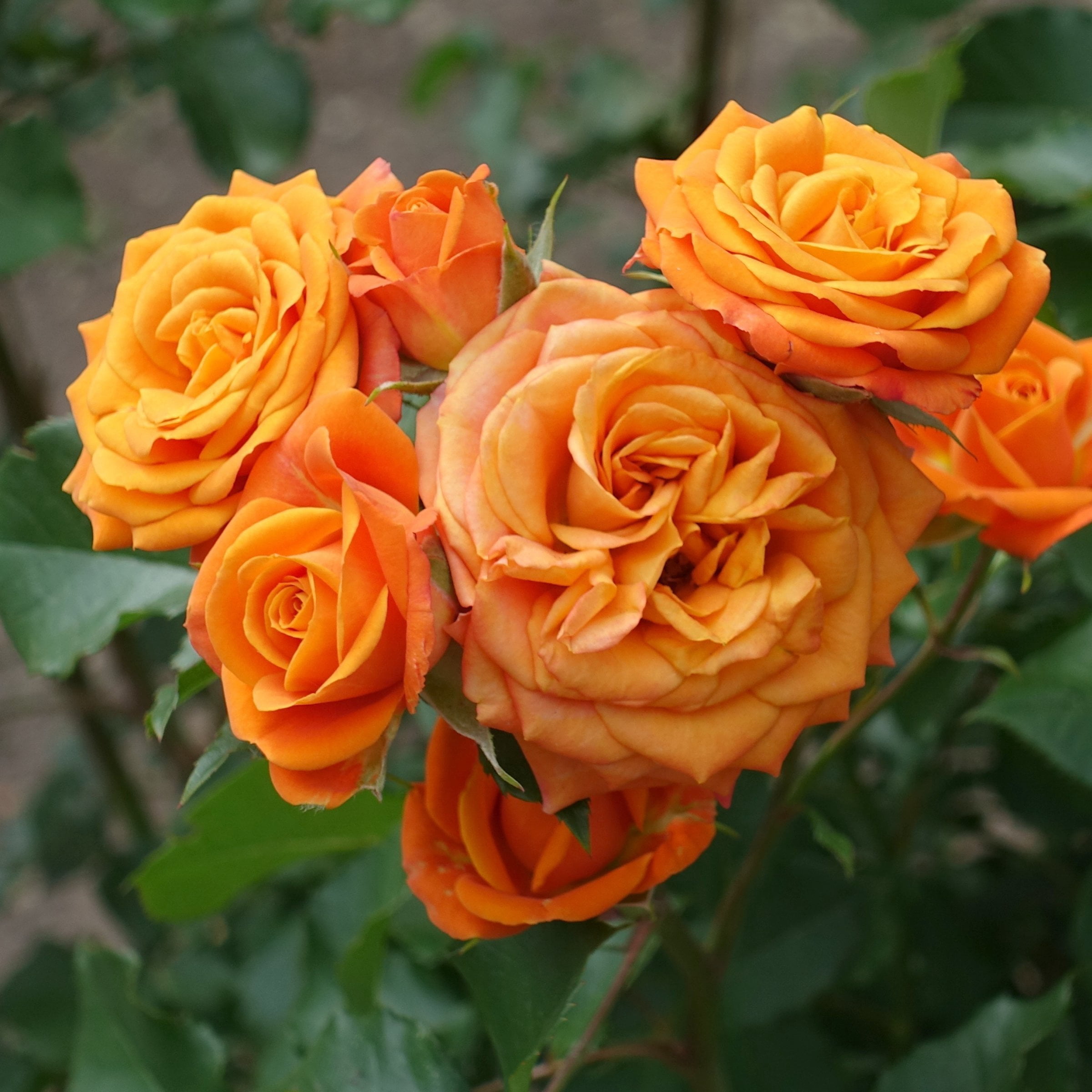 National Plant Network Bare Root Rose Gingersnap with Orange Flowers (5-pack)