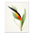 thumbnail image 1 of Bird Of Paradise Flower Plant Elegant Illustration Art Print Framed Poster Wall Decor 12x16 inch, 1 of 5