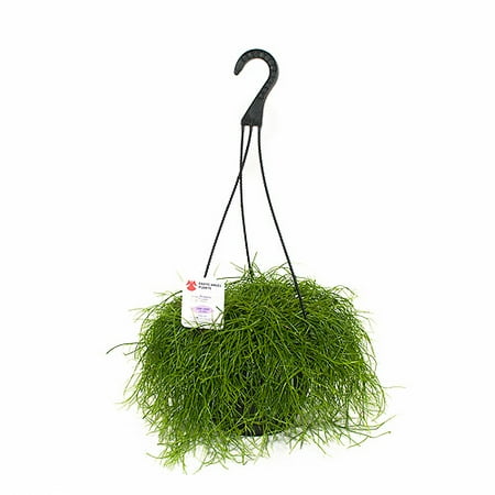 Exotic Angel Plants 8.0 Hanging Basket R