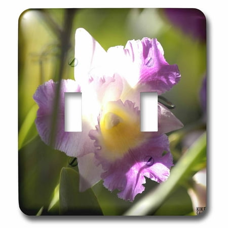 - 3dRose Orchid is a colorful garden flower in which is a spring tropical plant and bouquet when blossom - Double Toggle Switch (lsp_10367_2)