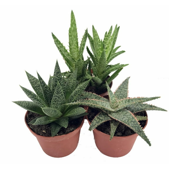 3 Different Aloe Plants - Easy House Plant! - 3" Pots