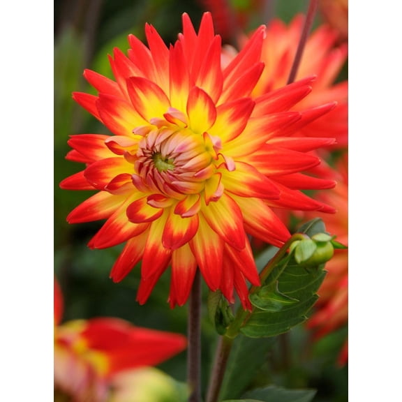 Karma Bon Bini Dahlia -Cactus Dahlia - Firey Red / Yellow Centers - #1 Size Root Clump