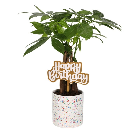 Green Circle Growers 5" Money Tree in Pink Terrazzo Pot – Happy Birthday Gift