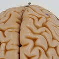 thumbnail image 4 of Modelo de , Desmontable ista, Detaldo Científico con Cerebro, Tamaño , de Cabeza para Enseñanza, Accesorios, entre Hugo Accesorio de calavera, 4 of 6
