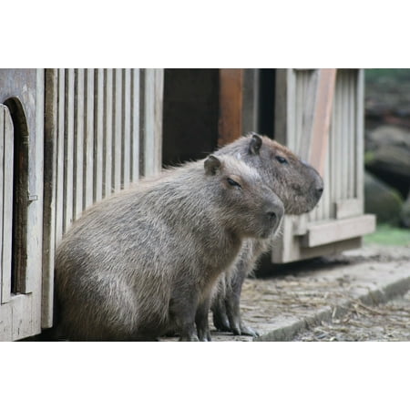 Canvas Print South America Capybara Animals Zoo Stretched Canvas 10 x