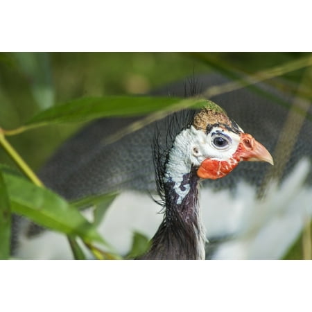 - Canvas Print Bird Turkey Young Fowl Animal Feather Farm Stretched Canvas 10 x 14