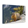 thumbnail image 2 of Yellow Bellied Marmot on a Ridge Near Yosemite Falls Print Animal Wall Art Wildlife Canvas Prints Wall Art Ready to Hang Unframed, 2 of 18