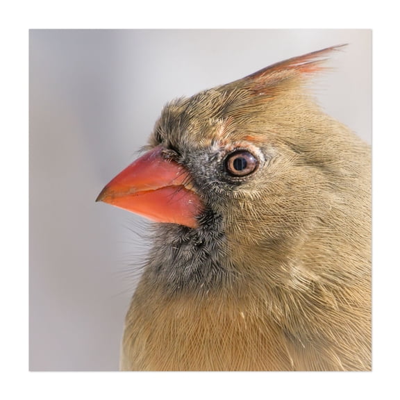 Female Cardinal portrait - Photography Bird Wildlife Nature Animal Portrait Scenic Winter Unframed Wall Art Print 6 x 6 inches