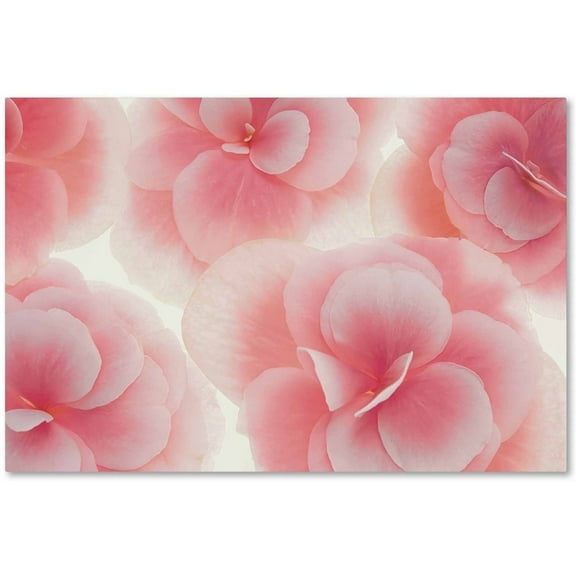 Trademark Fine Art 'Rose Begonia Flowers' Canvas Art by Cora Niele