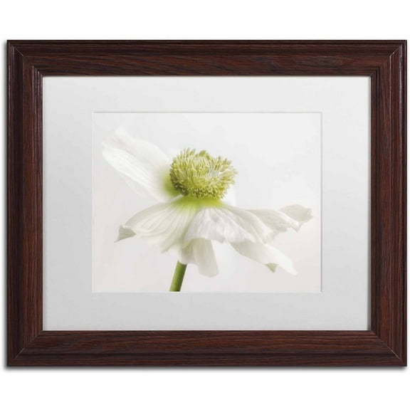 Trademark Fine Art 'White Anemone Flower' Canvas Art by Cora Niele, White Matte, Wood Frame