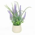 thumbnail image 1 of Lavande en pot, 1 of 1