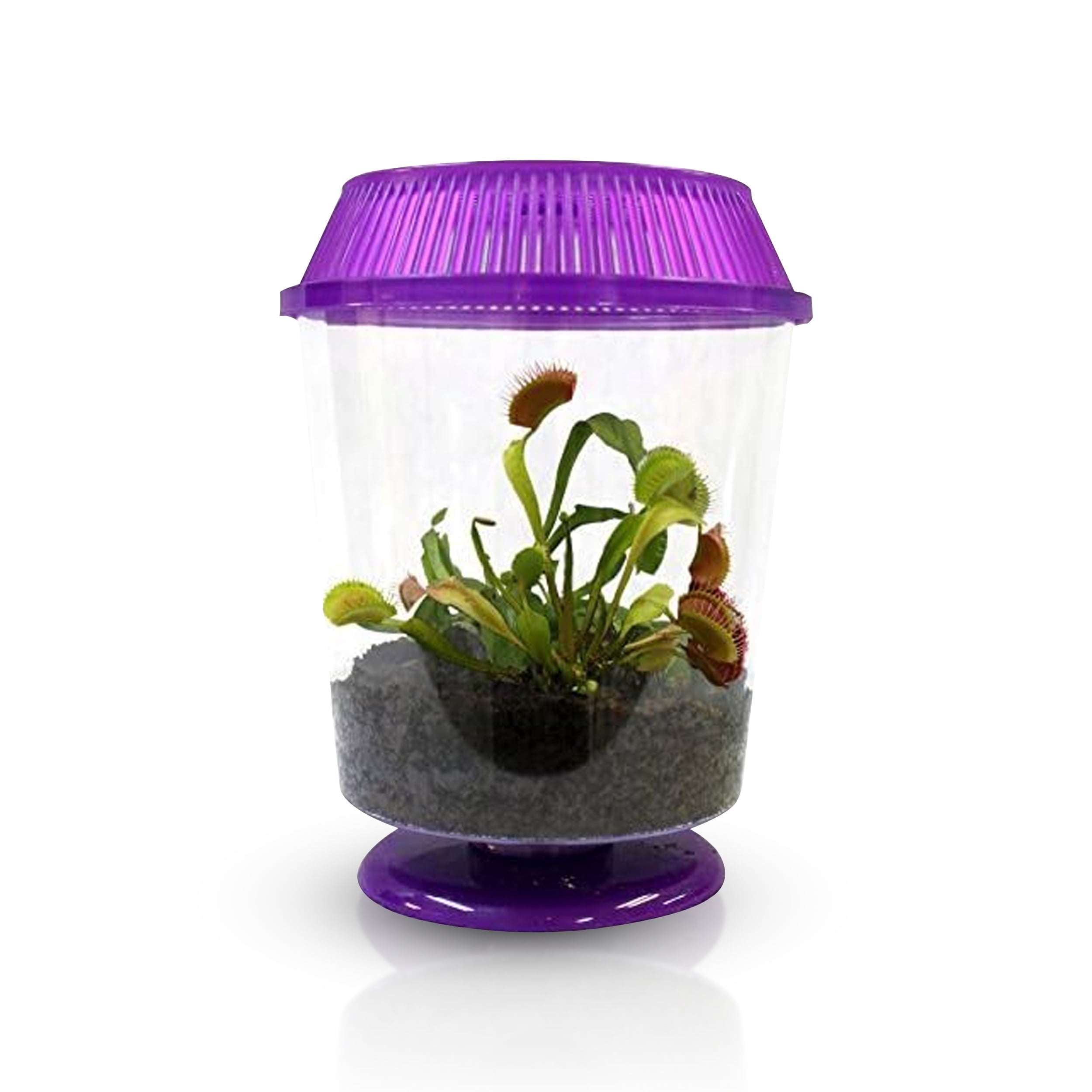 Venus Fly Trap Live Plant with Assorted Color 4.5” Terrarium +Carnivorous Plant Soil and Live Venus Flytrap