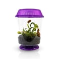 thumbnail image 3 of Venus Fly Trap Live Plant with Assorted Color 4.5” Terrarium +Carnivorous Plant Soil and Live Venus Flytrap, 3 of 8