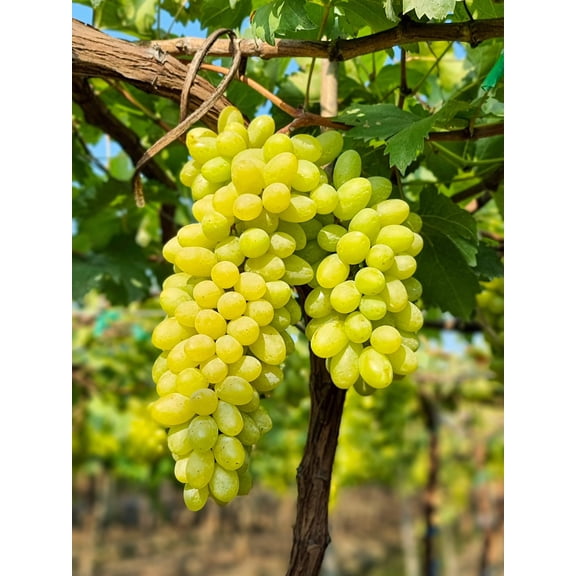 50 *Seeds GREEN (Dessert / Table) GRAPE Vitis Vinifera Fruit Vine Seeds