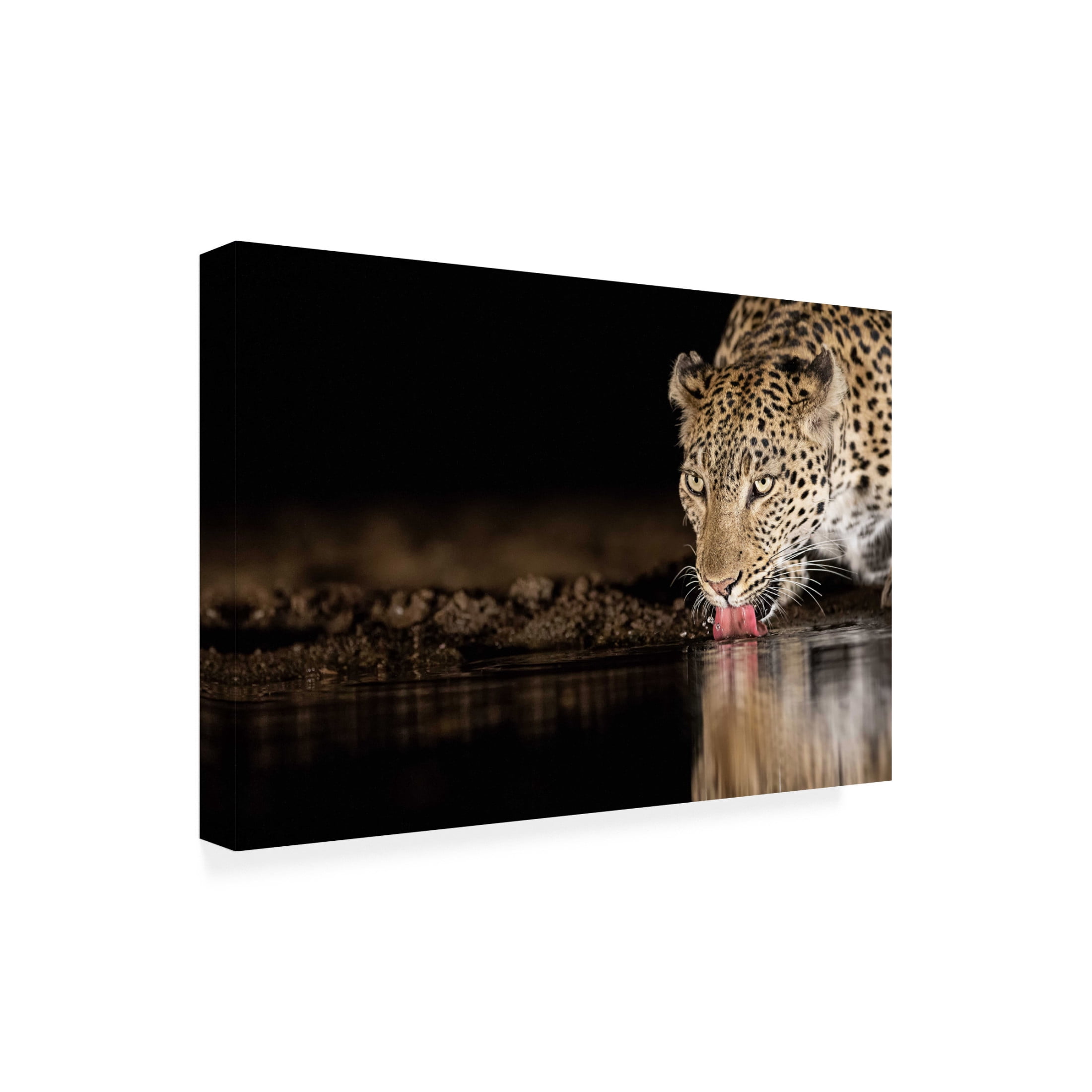 Canvas Wall Art - Amnon Eichelberg 'Eye Of The Tiger' Wall Art for Living Room, Bedroom, or Office D?cor by Trademark Fine Art - 19 x 12 Inches