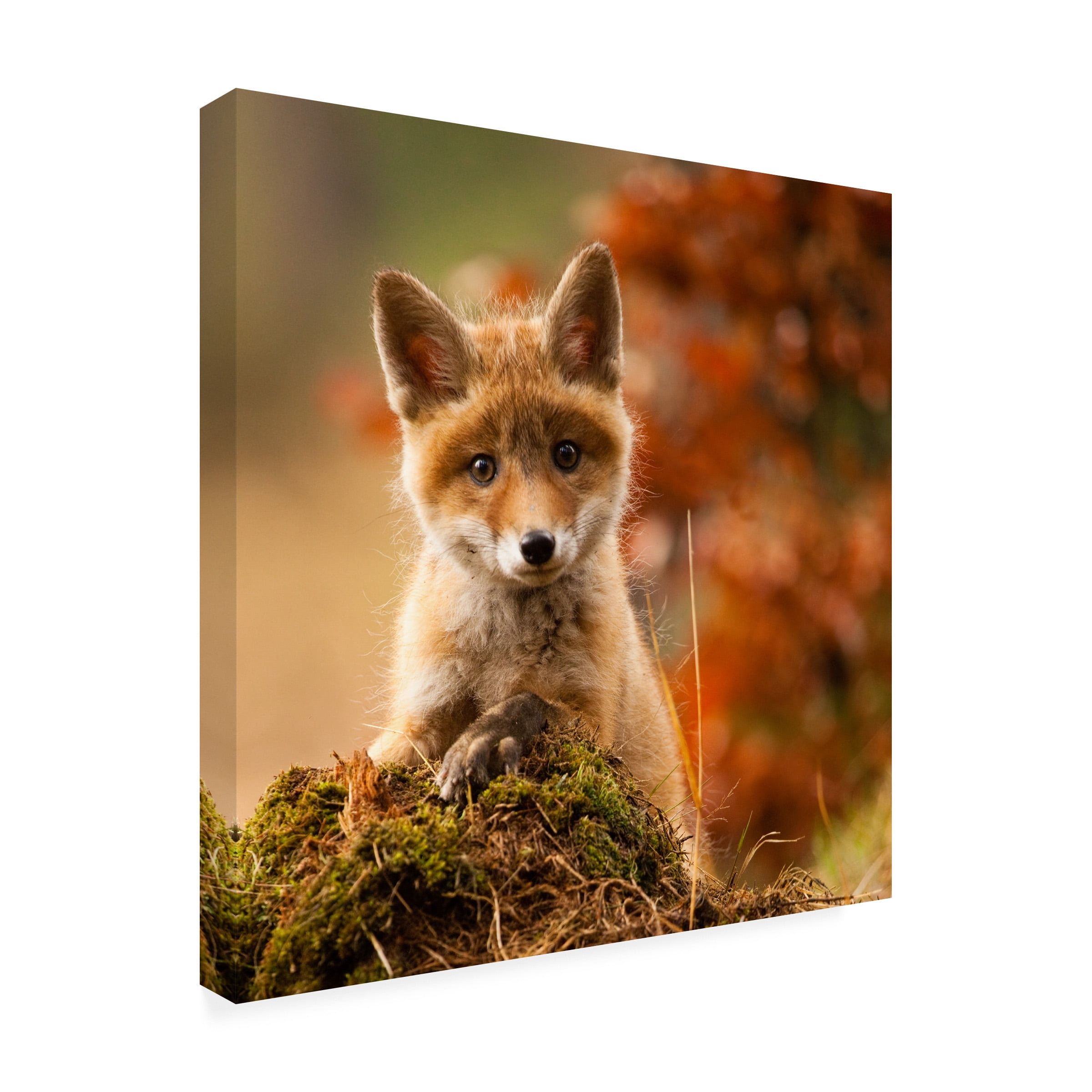 Robert Adamec 'Fox' Canvas Art