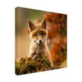 thumbnail image 2 of Robert Adamec 'Fox' Canvas Art, 2 of 3