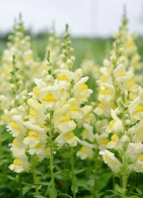30 Seeds Costa Apricot Snapdragon Cold Attracts Pollinators Cottage Border Garden Antirrhinum Majus