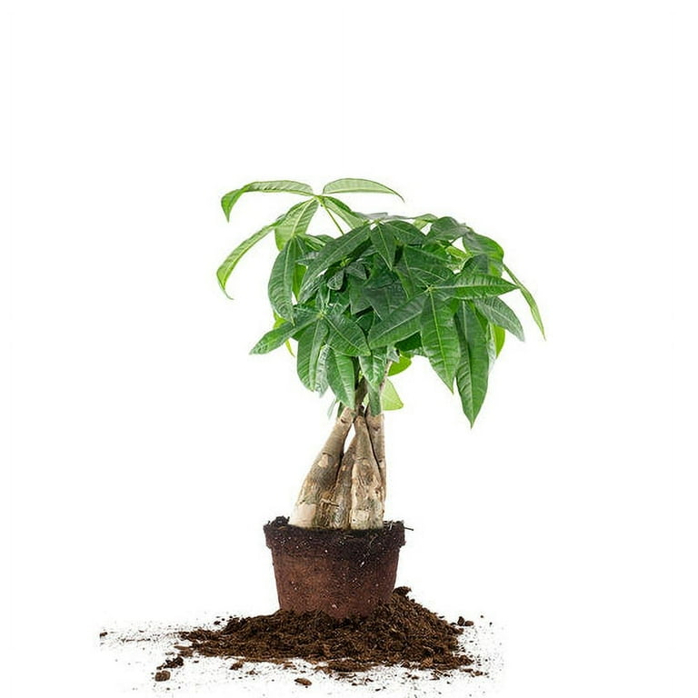 5 inch Money Tree House Plant - Braided Trunk - Tropical, Size: 5 inch