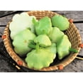 thumbnail image 4 of TomorrowSeeds - Benning's Green Tint Patty Pan (Bush Scallop Squash) Seeds - 40+ Count, 4 of 11