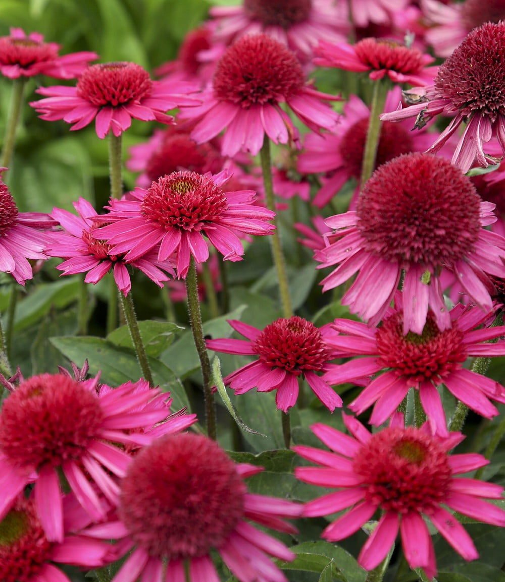 Delicious Candy Coneflower Echinacea Gallon Pot