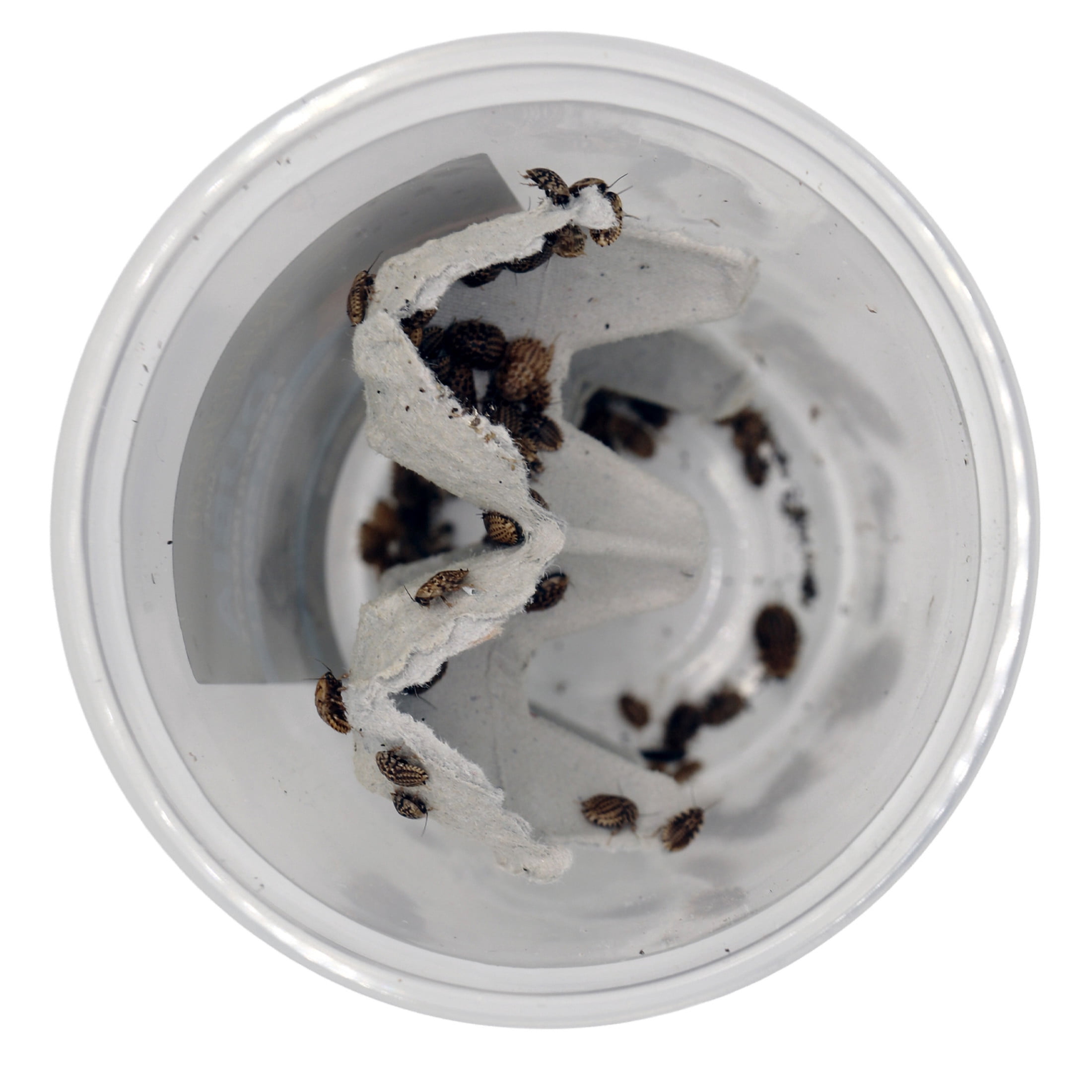 ReptiCulture Small Dubia 250 ct