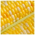 thumbnail image 2 of - 1 lb Serendipity F1 Hybrid Bicolor Sweet Corn Seeds - Gold Vault Bulk Seed Packet, 2 of 3