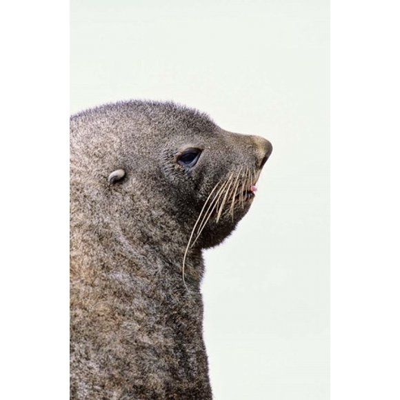Close up of Antarctic Fur Seal, South Georgia, Sub-Antarctica Poster Print by Martin Zwick (24 x 37)