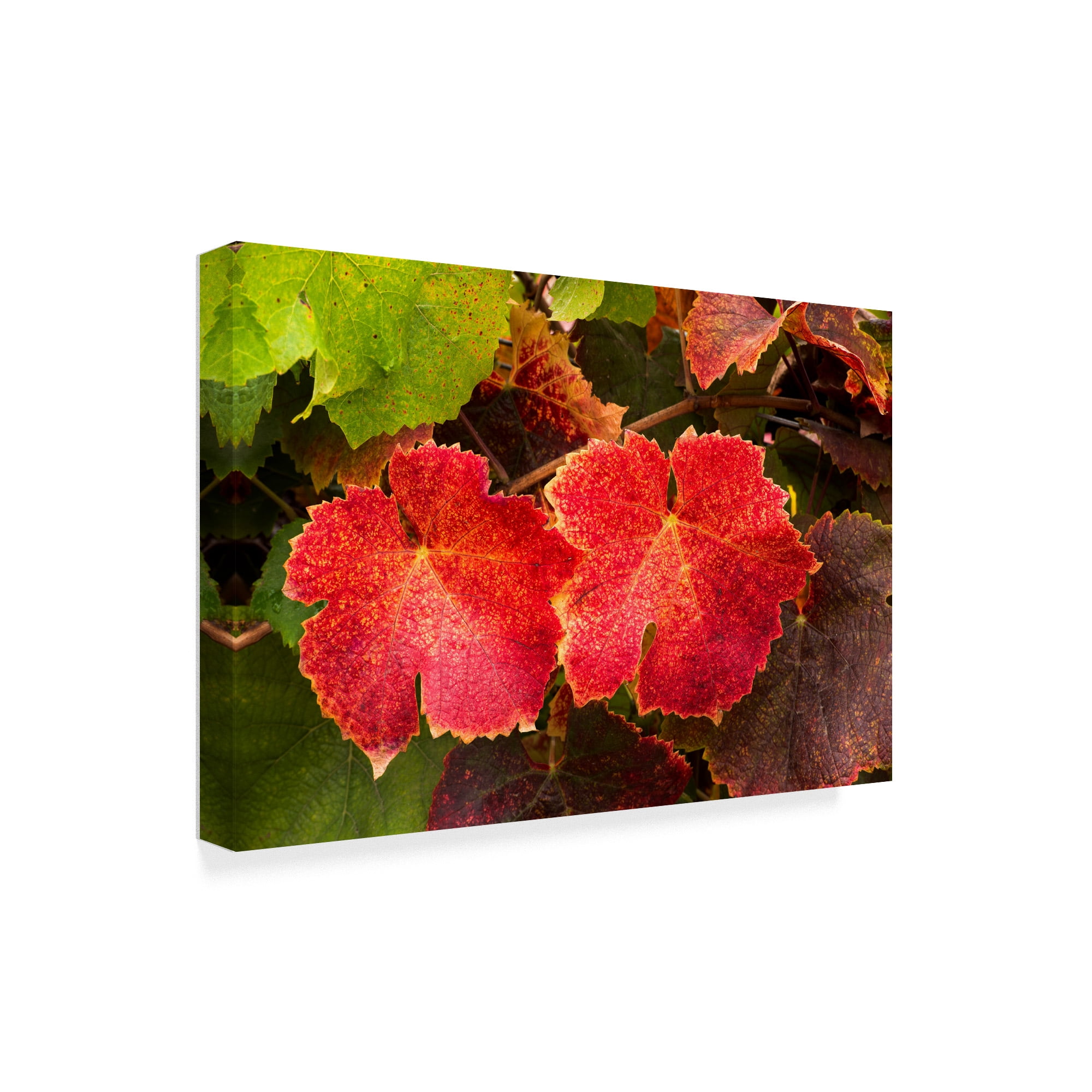Trademark Fine Art 'Autumn Leaves' Canvas Art by Lance Kuehne