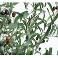 thumbnail image 3 of The Mod Greenhouse Faux Green Olive Tree in a Black Matte Planter Pot 72, 3 of 5