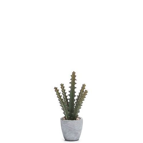 Torre Tagus Desert 3 Diameter Potted Cactus Sawtooth Walmart Com Walmart Com
