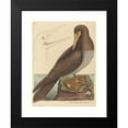 thumbnail image 2 of Mark Catesby 11x14 Black Modern Framed Museum Art Print Titled - The Booby (Pelecanus Sula) (1731-1743), 2 of 5