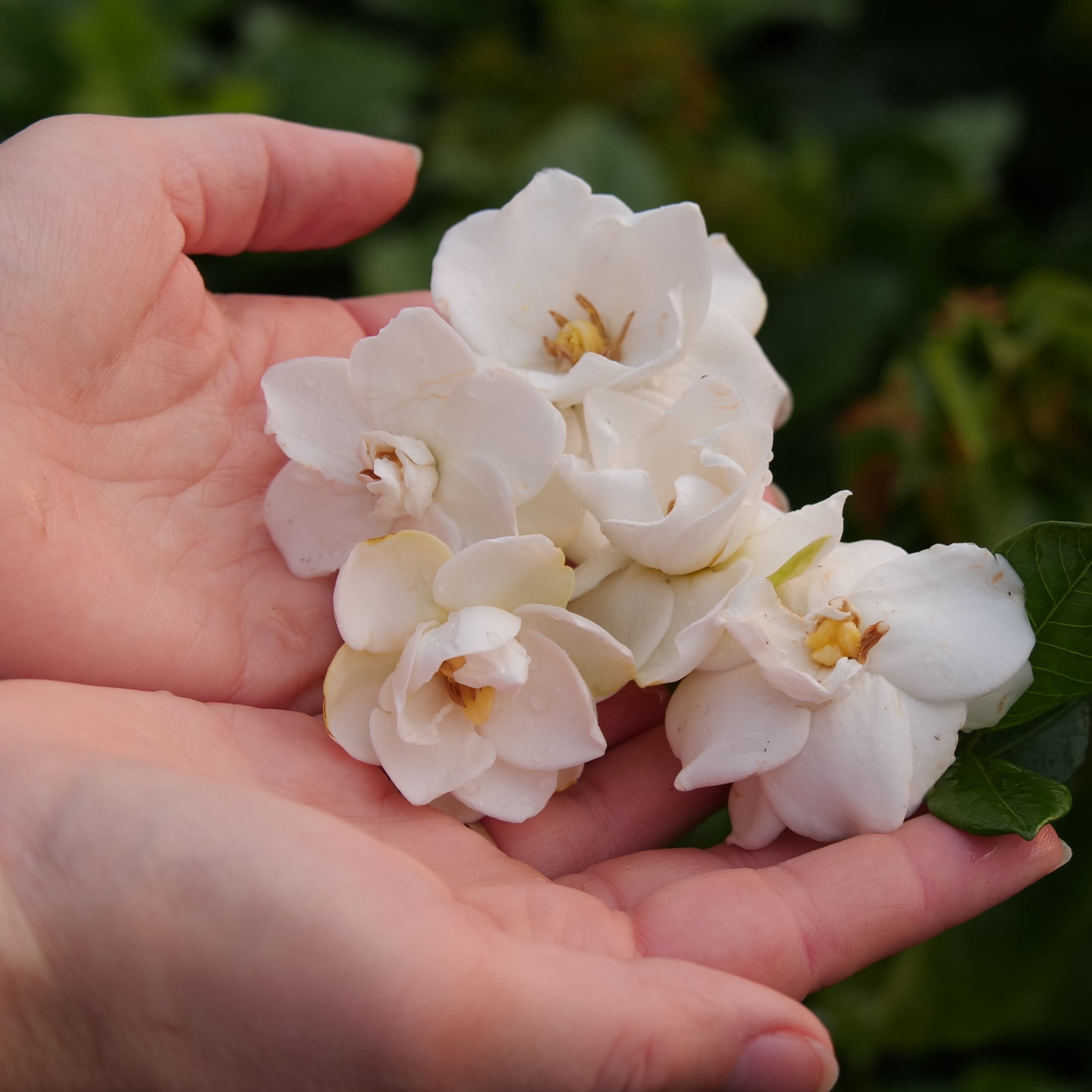 Proven Winners ColorChoice 5" White Steady as She Goes Gardenia Live Plant in 4.5" Pot (4 Count)