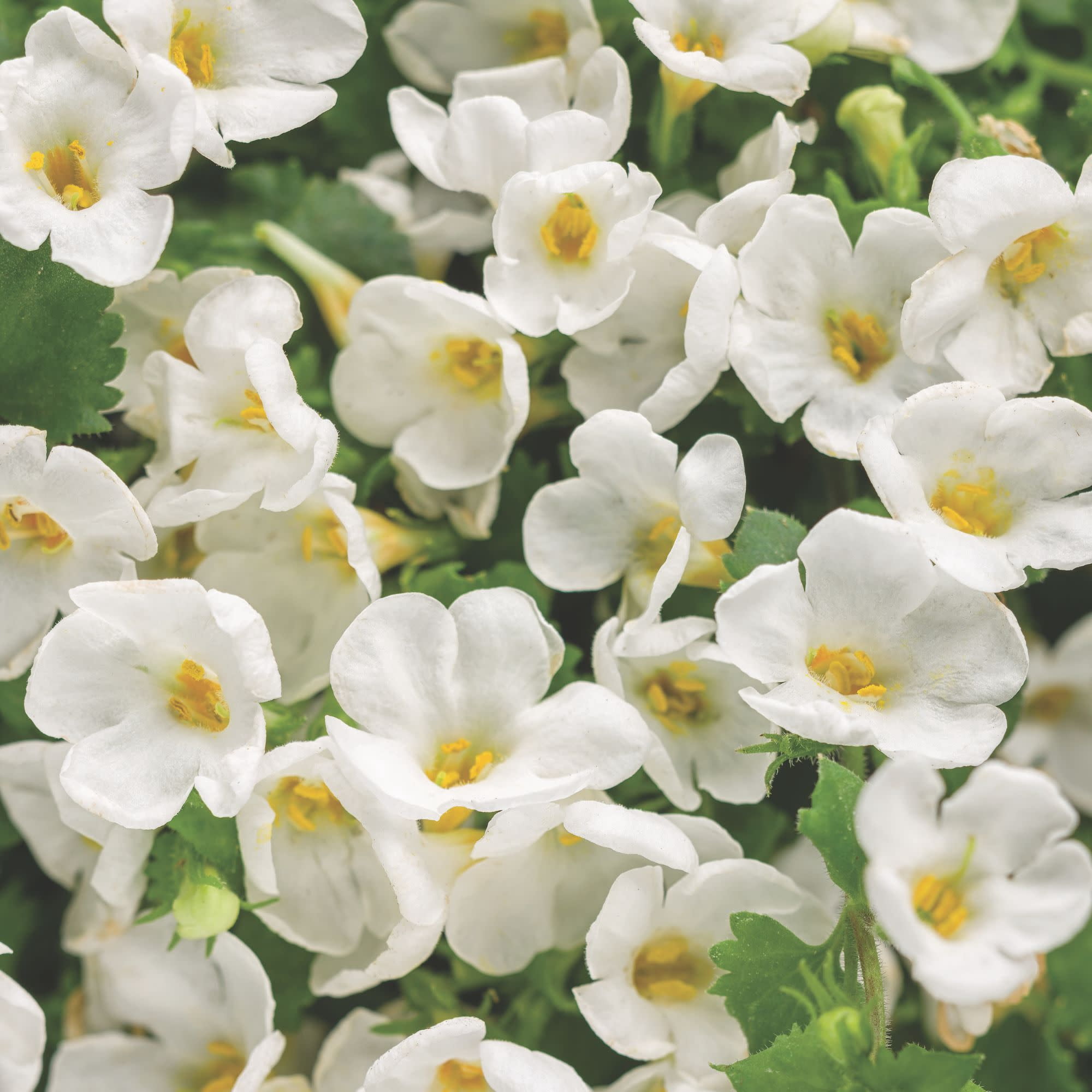 Proven Winners 4" White Snowstorm Giant Snowflake Bacopa Live Plant in 4.25" Pot (4 Count)