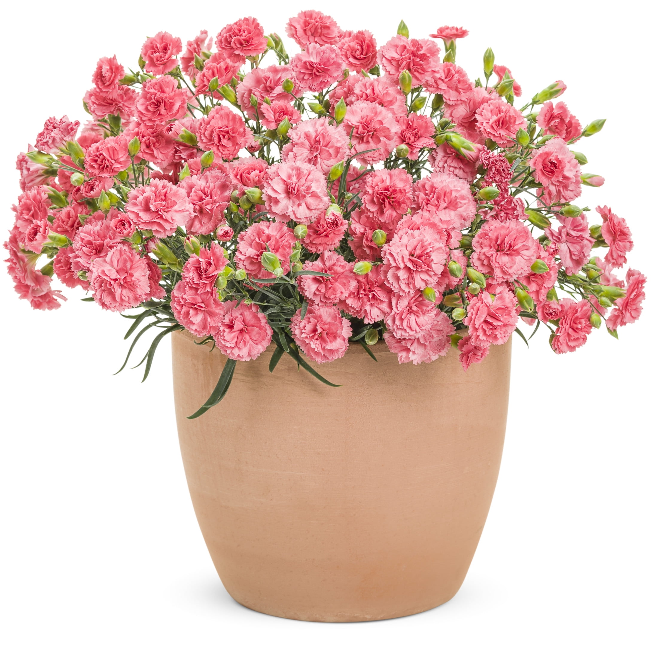 Proven Winners 6" Pink Fruit Punch 'Classic Coral' Pinks Live Plant in 6.5" Pot