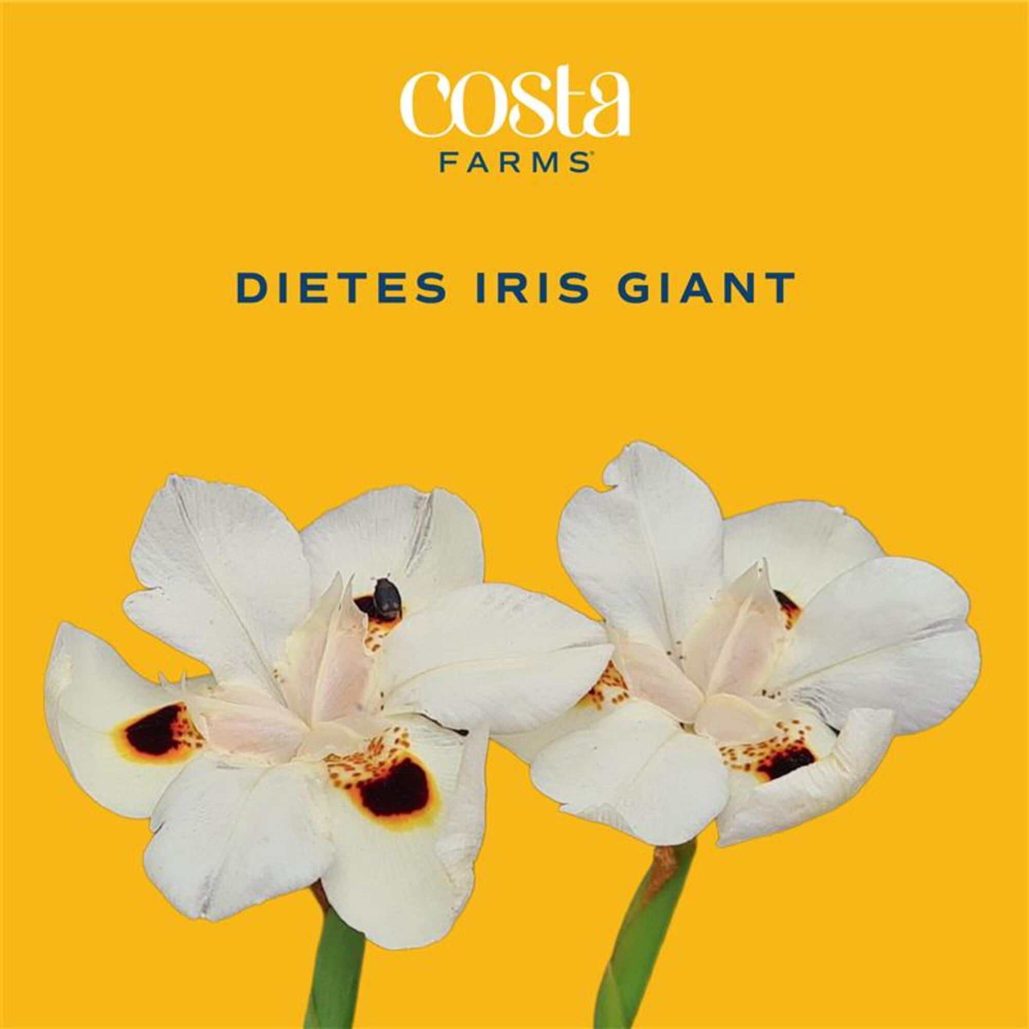 Island Blooms by Costa Farms 16" Tall Dietes Iris, Direct Sunlight, Live Flowering Outdoor Plant