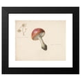 thumbnail image 2 of Albertus Steenbergen 24x20 Black Modern Framed Museum Art Print Titled - Study Sheet with Mushrooms, the Amanita Rubescens and the Marasmius Rotula (1824 - 1900), 2 of 5
