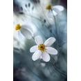 thumbnail image 2 of Disher, Mandy 23x32 White Modern Wood Framed Museum Art Print Titled - Cosmos, 2 of 4