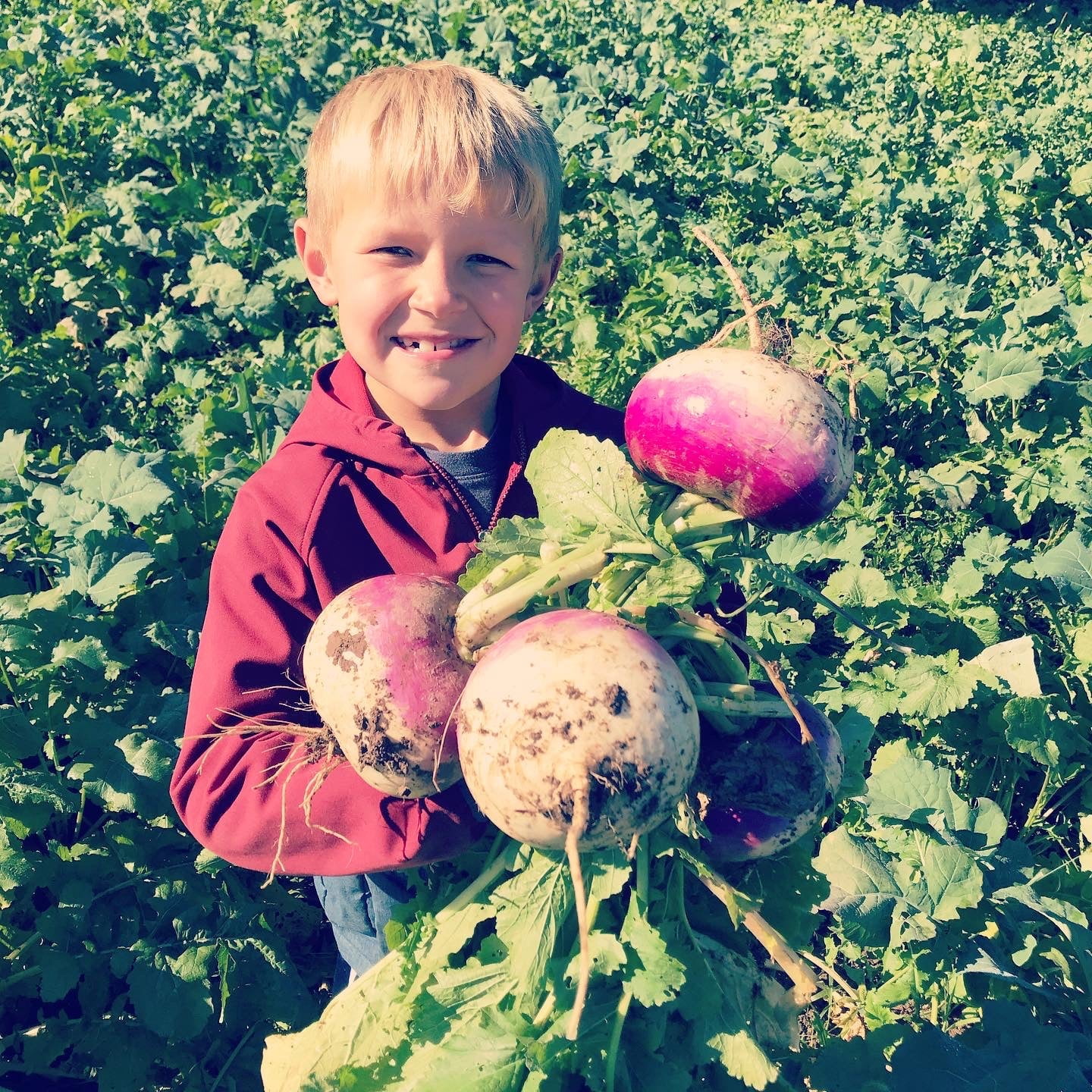 Hale Habitat & Seed Purple Top Turnip Food Plot Seed, 5 lbs