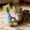 Blue, variant on Cat Toy — Catnip-Free Self-Righting Wobble Tumbler with Feather Teaser, Silent Interactive Self-Play for Indoor Cats, No Batteries Required