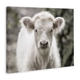 thumbnail image 2 of Stupell Industries Farmhouse White Cow Calf Portrait Canvas Art, 20 x 16, by Nathan Larson, 2 of 7
