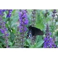thumbnail image 4 of Earthcare Seeds - Blue Sage 500 Seeds (Salvia Farinacea) Heirloom - Open Pollinated, 4 of 5