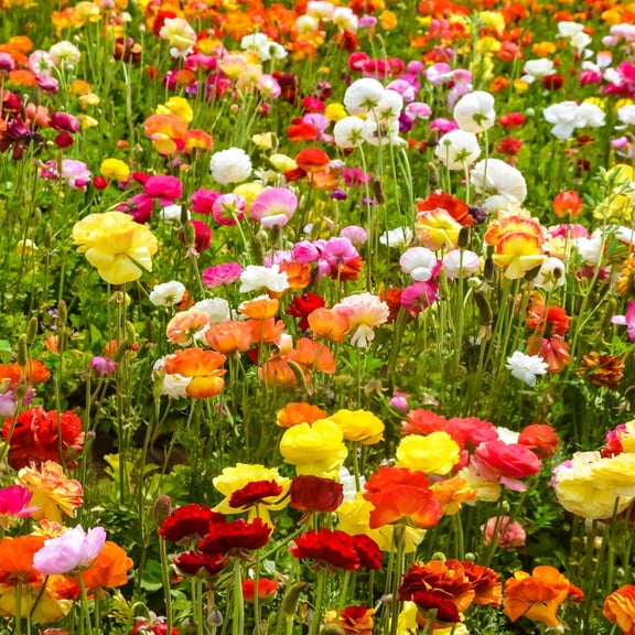Colorful Double Blooming Buttercup Flowers - 15 Bulbs - Red, Yellow, Orange, Pink, White Ranunculus- Attracts Butterflies, Bees & Hummingbirds-Spring Garden Perennial