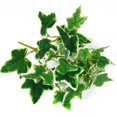 thumbnail image 1 of 1 Artificial plants Artificial flowers Artificial grass greening plants, 1 of 6