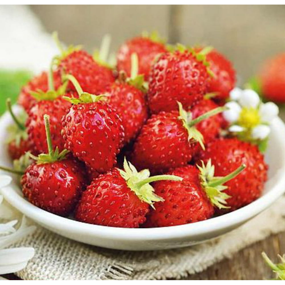 Everbearing Alpine French Strawberry Fragaria 4 Plants