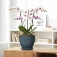 thumbnail image 5 of Wliror 8 Inch Retro Blue Ceramic Plant Pot with Drainage – Vintage Round Planter for Indoor Plants, Succulents, Herbs, 5 of 7
