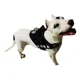 thumbnail image 1 of Pechera K9 Reforzada Para Pitbull Nombre Y Correa De Regalo, 1 of 8
